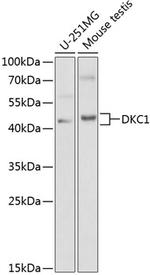 DKC1 Antibody in Western Blot (WB)