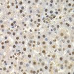 Torsin 1A Antibody in Immunohistochemistry (Paraffin) (IHC (P))