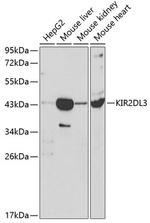 KIR2DL3 Antibody in Western Blot (WB)