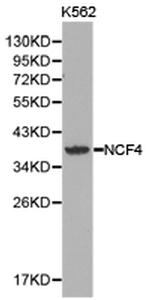 NCF4 Polyclonal Antibody