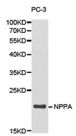 ANP Polyclonal Antibody