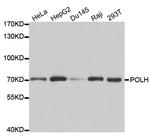 POLH Antibody in Western Blot (WB)