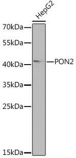 PON2 Polyclonal Antibody