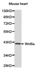 WNT5A Polyclonal Antibody