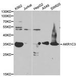 AKR1C3 Polyclonal Antibody