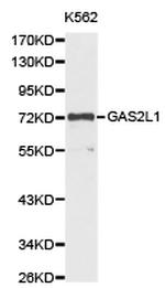 GAS2L1 Polyclonal Antibody