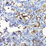NOX4 Polyclonal Antibody