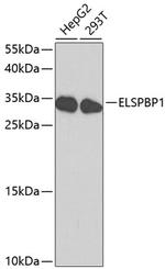 ELSPBP1 Polyclonal Antibody