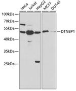 DTNBP1 Polyclonal Antibody