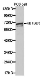 KBTBD3 Polyclonal Antibody