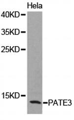 PATE3 Polyclonal Antibody