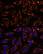 TCP-1 gamma Polyclonal Antibody
