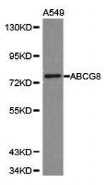ABCG8 Antibody in Western Blot (WB)