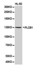 PLCB1 Antibody in Western Blot (WB)