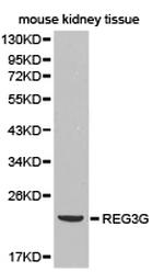 REG3G Polyclonal Antibody