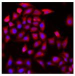 COCH Antibody in Immunocytochemistry (ICC/IF)