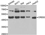 LZIP Antibody in Western Blot (WB)