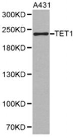 TET1 Antibody in Western Blot (WB)