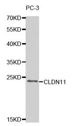 Claudin 11 Polyclonal Antibody