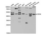 CREM Antibody in Western Blot (WB)