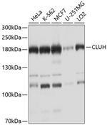 CLUH Antibody in Western Blot (WB)