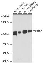 INSRR Polyclonal Antibody
