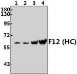 Factor XII Heavy chain Polyclonal Antibody
