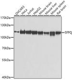 SFPQ Antibody in Western Blot (WB)