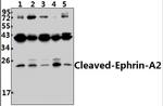 Ephrin A2 (Cleaved Asn188) Antibody in Western Blot (WB)