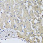 NSF Polyclonal Antibody