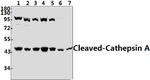Cathepsin A (Cleaved Arg326) Antibody in Western Blot (WB)