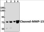 MMP15 (Cleaved Tyr132) Polyclonal Antibody