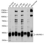 HERV-FRD Polyclonal Antibody