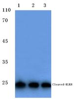 Kallikrein 8 Polyclonal Antibody