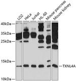TXNL4A Antibody in Western Blot (WB)