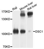 DSC1 Polyclonal Antibody