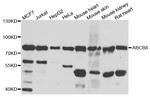 ABCB8 Antibody in Western Blot (WB)