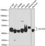 SLC7A5 Polyclonal Antibody