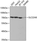 SLC22A8 Polyclonal Antibody