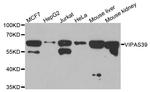 VIPAS39 Polyclonal Antibody