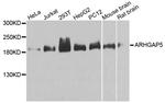 ARHGAP5 Antibody in Western Blot (WB)