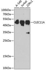 CLEC11A Antibody in Western Blot (WB)