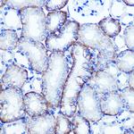 EXTL3 Polyclonal Antibody