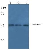 MMP27 Antibody in Western Blot (WB)
