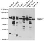 NLGN4Y Antibody in Western Blot (WB)