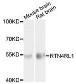 RTN4RL1 Antibody in Western Blot (WB)