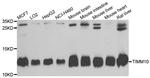 TIMM10 Antibody in Western Blot (WB)