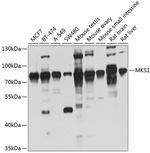 MKS1 Polyclonal Antibody