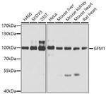 GFM1 Antibody in Western Blot (WB)