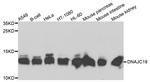 DNAJC19 Antibody in Western Blot (WB)